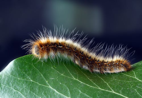 සේනා නැවතත්