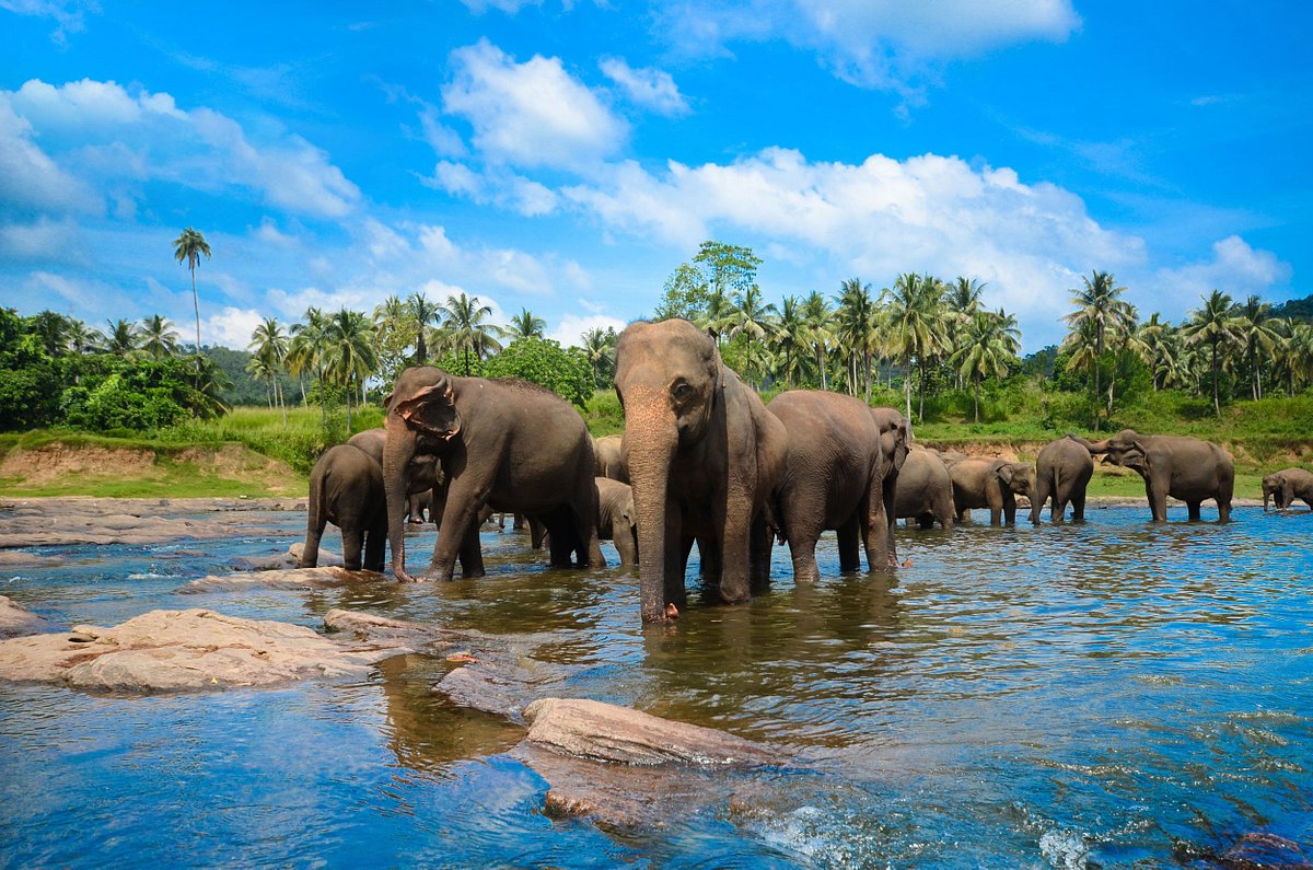 අලි බලන්න ඔන්ලයින් ටිකට්